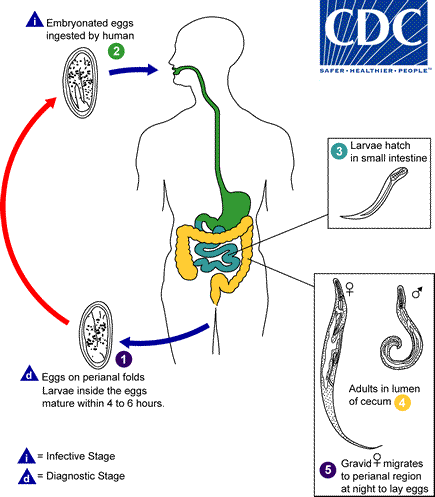 Enterobius vermicularis lifecycle