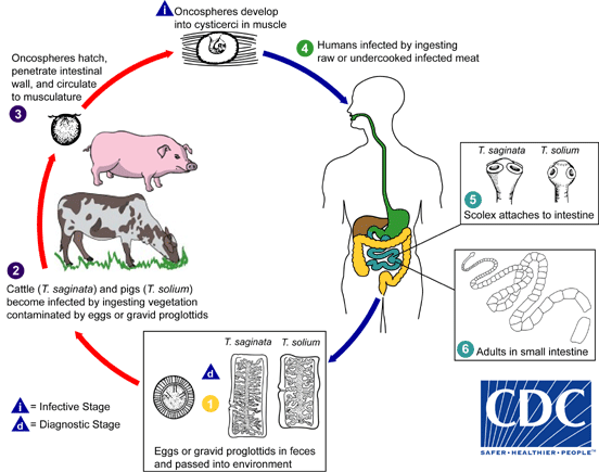 lifecycle