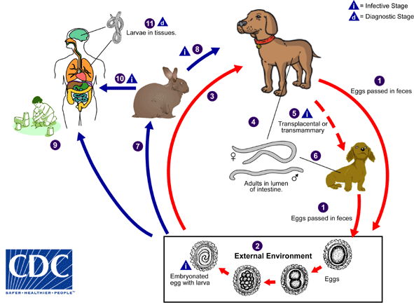 Toxocara canis