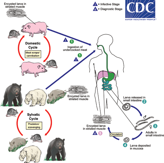 Trichinella life cycle