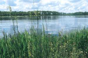 Peering through the weeds at a warm freshwater lake.