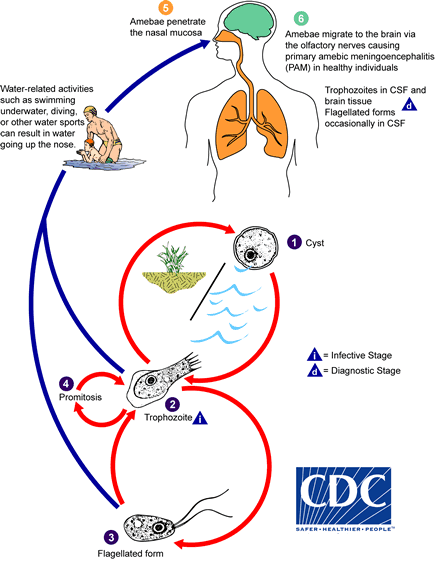 Life cycle of Naegleria fowleri