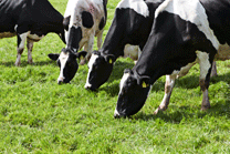 Multiple cows eating grass. 