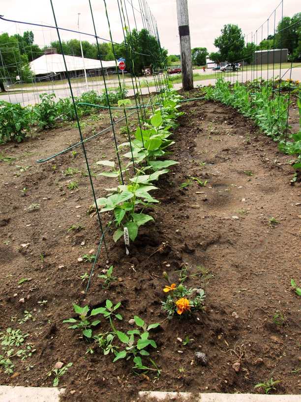 Photo of a garden