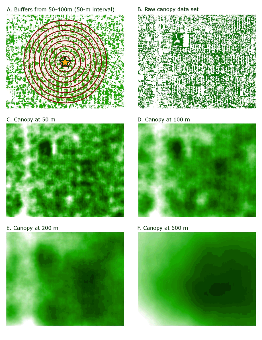 	 Example of the process of creating buffers on a raster. The input data (A) is converted from vector to a raster that contains pixel values representing the results for specified distances. In this example, the raw data has the values 1 (green, representing canopy) and 0 (white, representing not-canopy). The output describes the percentage of land cover classified as canopy.