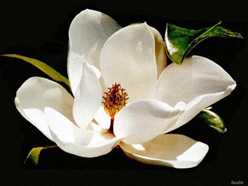 magnolia blossom