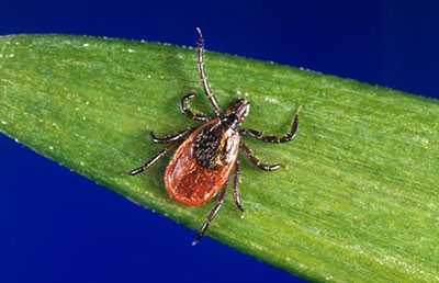 Image of a Groundhog tick and a Blacklegged tick