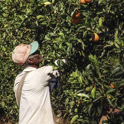 Image of a citrus harvester working