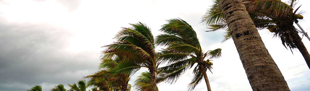 Palm trees in hurricane winds