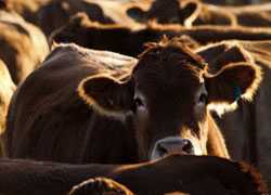 Image of a herd of cows.