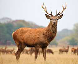 Image of deer