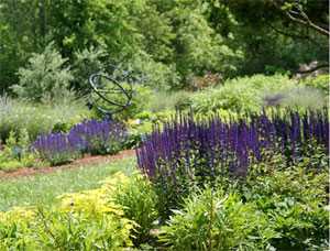 Picture of grass with purple weeds