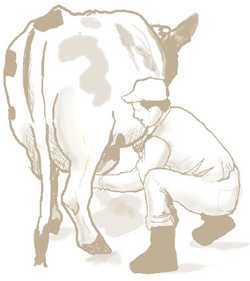 Man milking a cow