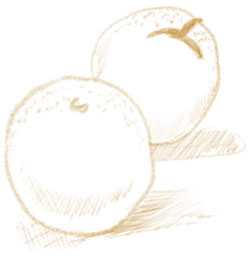 Illustration of oranges