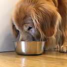 Dog eating out of food bowl