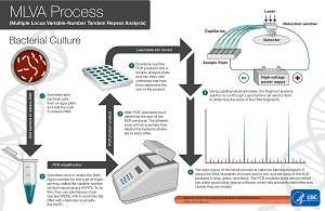 The MLVA Workflow