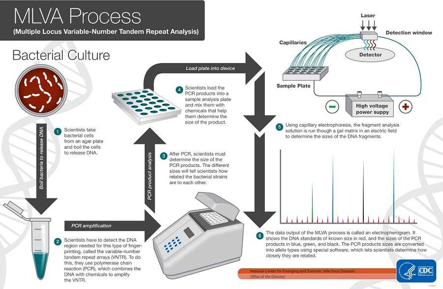 	MLVA Work Flow: Specimen, Culture growth, DNA Template, PCR set up and amplification, Fragment analysis set, Capillary electrophoresis (CEQ and ABI), Peak file, and Allele assignment.