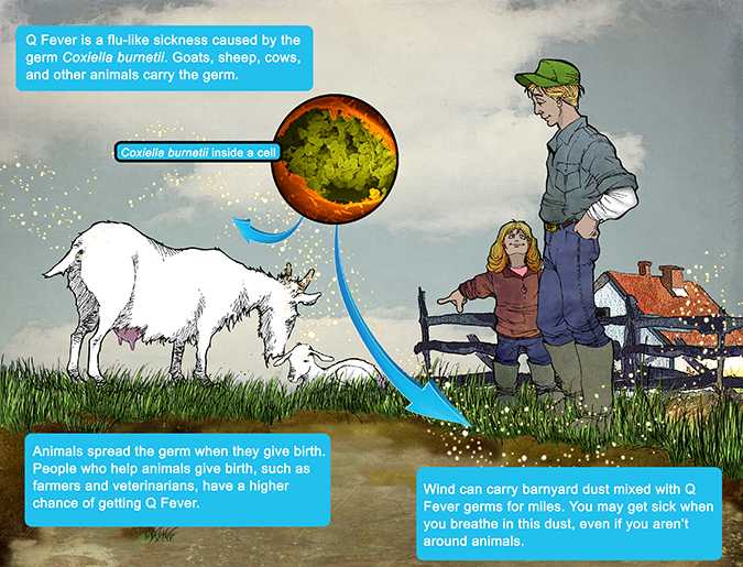 Diagram showing how Q Fever is spread from an aminal to humans.