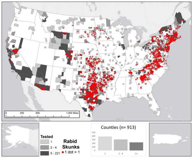 The figure shows a map of the United States with highlighted counties where rabid skunks were tested during 2015. Histogram represents number of counties in each category (light grey for 1 tested animal; medium grey for 2 – 4 tested animals; and dark grey for 5 - 221 tested animals) for total number of skunks submitted for rabies testing. Point locations (red dots) for rabid skunks were randomly selected within each reporting jurisdiction. The majority of cases occur in central and eastern United States. The total number of reported cases involving skunks in 2015 was 1,365, representing 24.8 percent of all wildlife rabies cases in the United States.