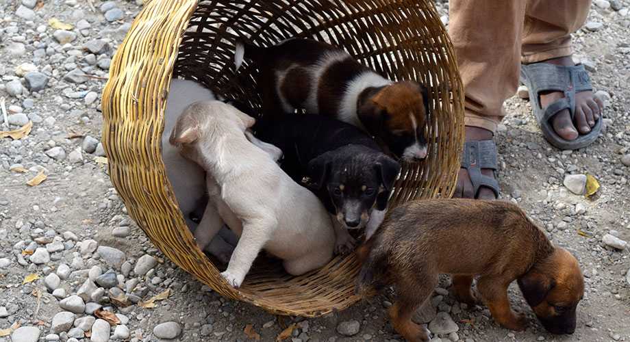 basket of puppies