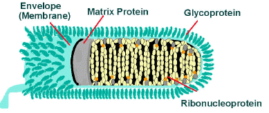 Diagram of the rabies virion