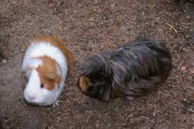 two guinea pigs on the ground