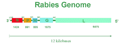 Diagram of the rabies virus genome