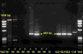 Test result slide for PCR indicating a positions of positive bands