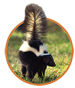 Skunk