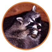 Raccoon