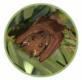 Bat perched in a tree