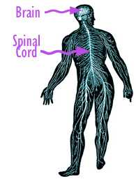 Human nervous system