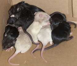 Image of baby mice.