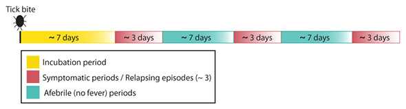 Relapsing fever is characterized by an incubation period of roughly one week, followed by an episode of fever lasting several days, followed by an interval without fever. This process can recur from 1 to 4 times if untreated.