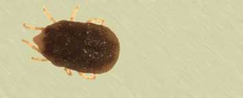 Image of a soft tick