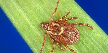 Tickborne Diseases of the U.S.