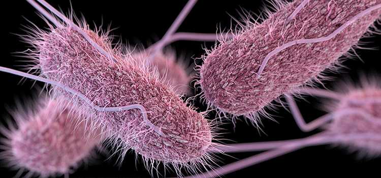 illustration of salmonella