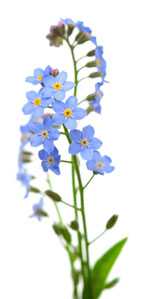 Forget me not flowers