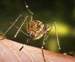 Mosquito infecting skin with a bite