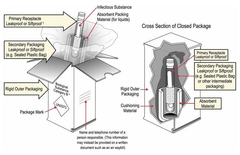 Packing and shipping Category B clinical specimens diagram