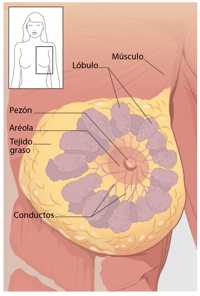 Diagrama con las áreas de la mama (la vista anterior)