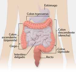 Diagrama del colon y del recto