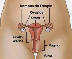 Diagrama del aparato reproductor femenino que muestra las trompas de Falopio, los ovarios, el útero, el cuello uterino, la vagina y la vulva.