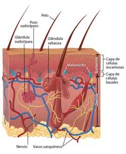 Una ilustración de la piel