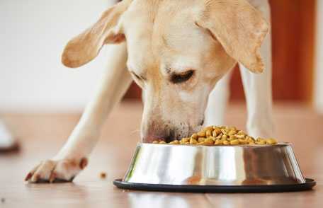 Un perro comiendo de un tazón