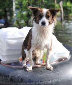 Perro en un flotador