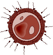 photo de un esperma que fertiliza un huevo 