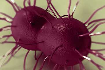 gonorrhea bacterium