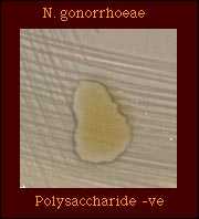 polysaccharide