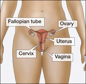 female anatomy